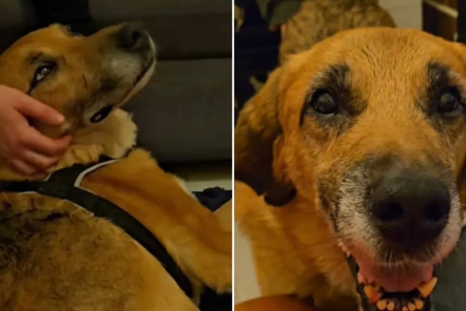 La familia asegura que la experiencia les ha reafirmado su compromiso con la adopción de animales mayores.