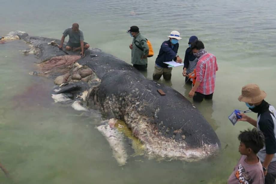 El cuerpo de la ballena fue encontrado en la isla Kapota, situada en el Parque Nacional de Wakatobi (Indonesia). / WWF - Indonesia