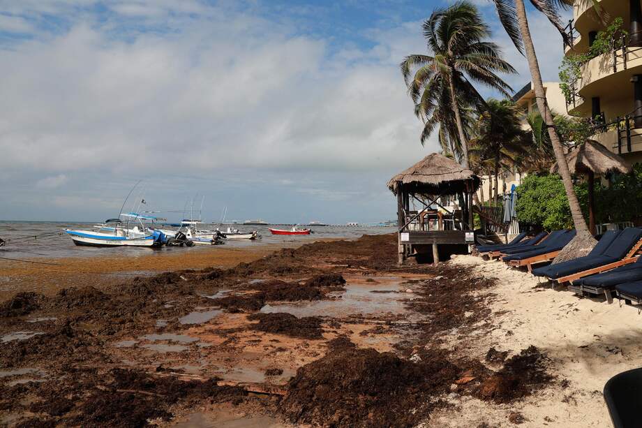 Fotografía de sargazo acumulado en Playa del Carmen, en el estado de Quintana Roo (México).