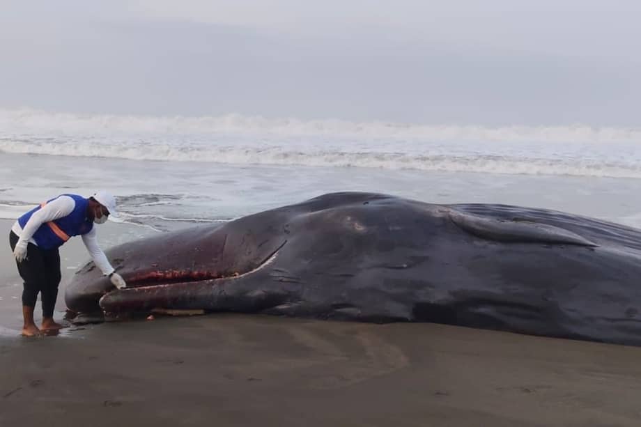 La comunidad informó que este cachalote había sido encontrado recientemente en el sector de Punta Diego.