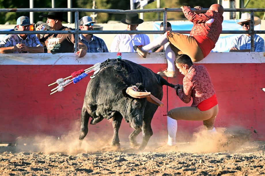 Las banderillas tienen velcro en sus puntas en vez de lanzas, y se adhieren al cojín que los toros llevan en el lomo.
