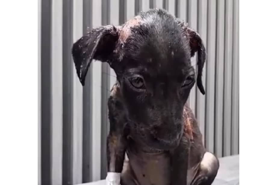 La fundación Por Amor a Rocky adelanta una campaña para recaudar fondos y salvar la vida de la cachorra.
