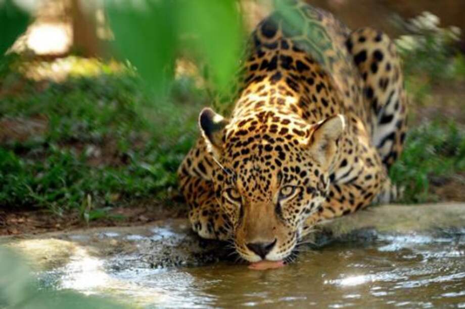 Muerte de jaguar atropellado en Argentina enciende alarmas por extinción de la especie