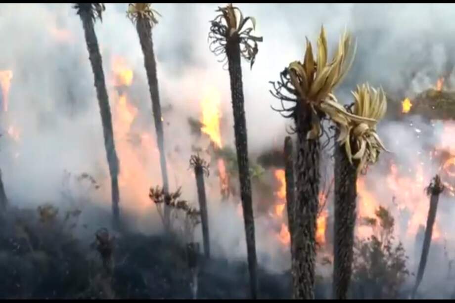 Twitter de Cortolima