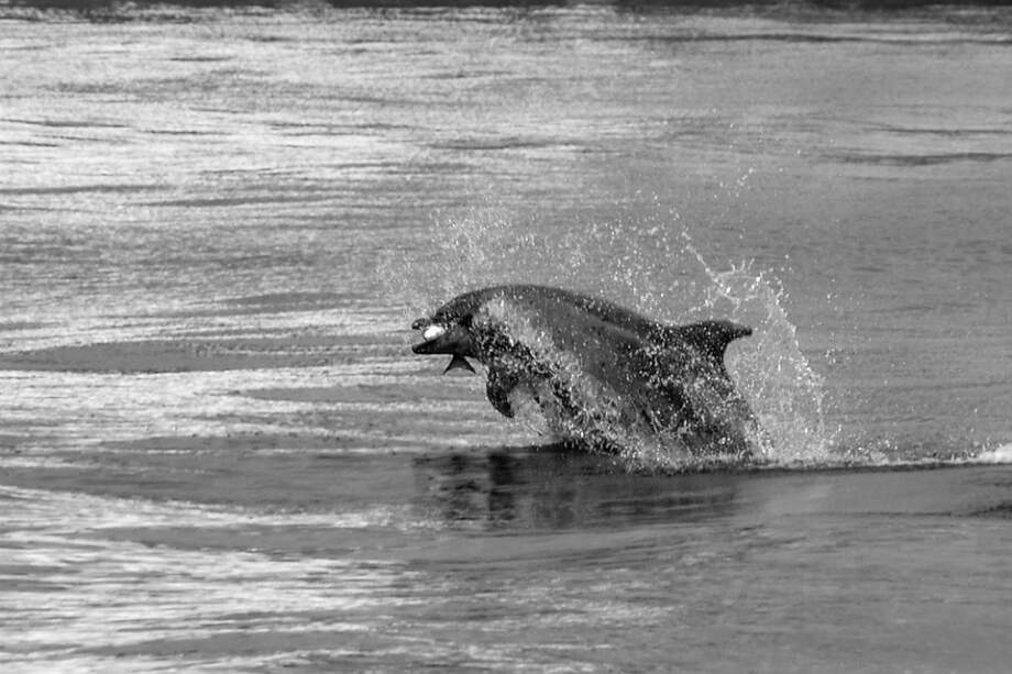 Los delfines jorobados del Atlántico se mueven en pequeños grupos y son tímidos, por lo que son difíciles de fotografiar / luisquerido/ iNaturalist