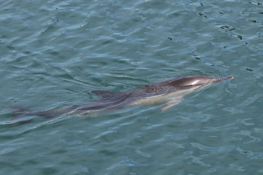 Imagen de referencia. Los delfines viven en manada y tienen diferentes rituales de grupo.