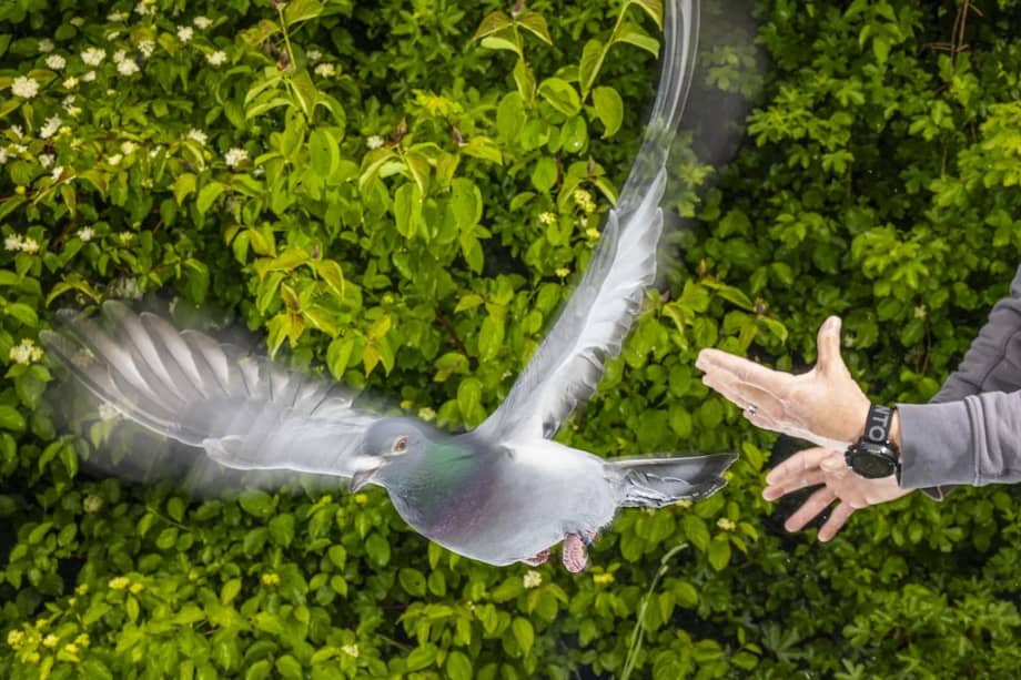 Una paloma mensajera siendo liberada por un científico del Instituto Max Planck de Comportamiento Animal. /Christian Ziegler / Instituto Max Planck de Comportamiento Animal