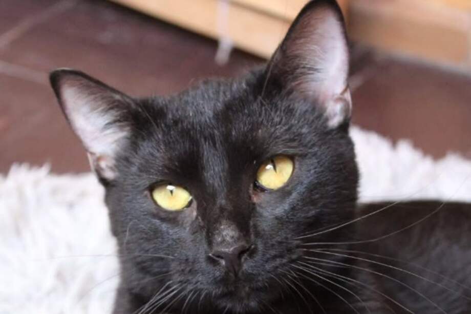 Vygo es una gata amorosa, juguetona y fuerte.