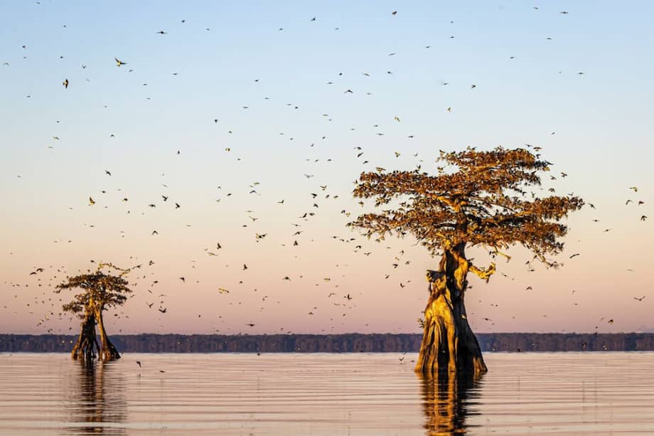 Las golondrinas son uno de los grupos de aves que migra durante los inviernos para resguardarse en zonas más cálidas.
