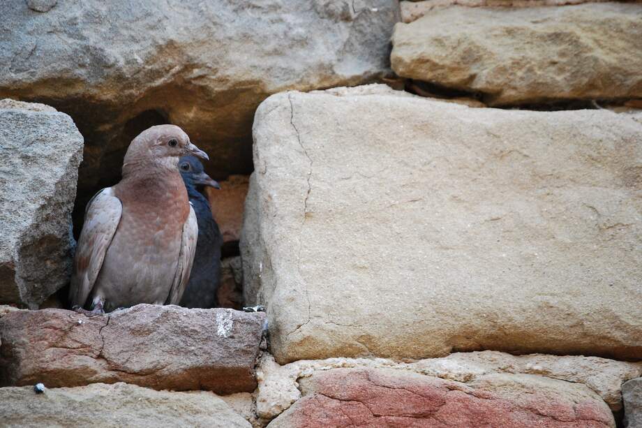 Cucurrucucu paloma, cucurrucucu no llores. Las piedras jamás paloma, qué van a saber de amores.