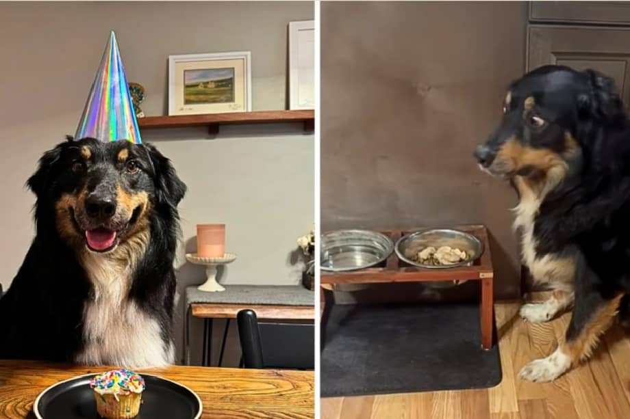 La grabación generó numerosas reacciones entre los usuarios, quienes interpretaron la escena como una muestra de la sensibilidad y el carácter expresivo del perro.