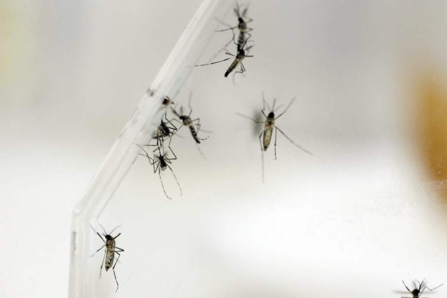 Bogotá reporta 423 casos confirmados de chikungunya