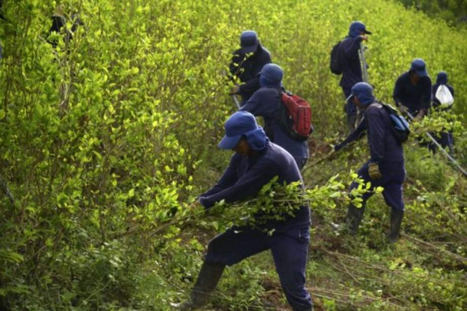 El incremento de cultivos ilícitos en el país entre 2015 y 2016 fue del 52%, según la Oficina de las Naciones Unidas contra la Droga y el Delito. / Archivo