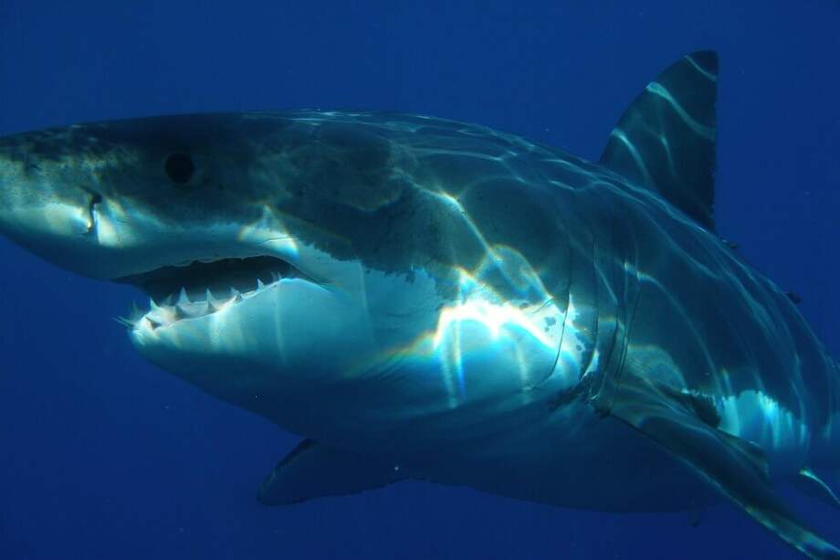 Tiburón blanco ("Carcharodon carcharias"). / Pixabay