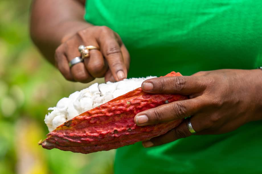 Los fabricantes de chocolate se enfrentan a la costosa tarea de reconstituir las existencias a niveles costosos.