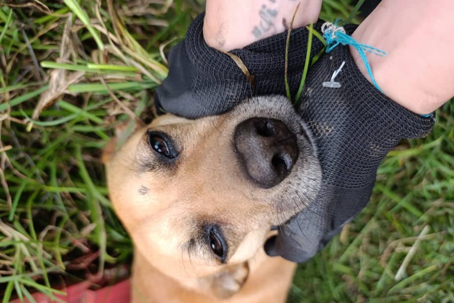 Animalandes es la iniciativa estudiantil que trabaja por el bienestar animal.