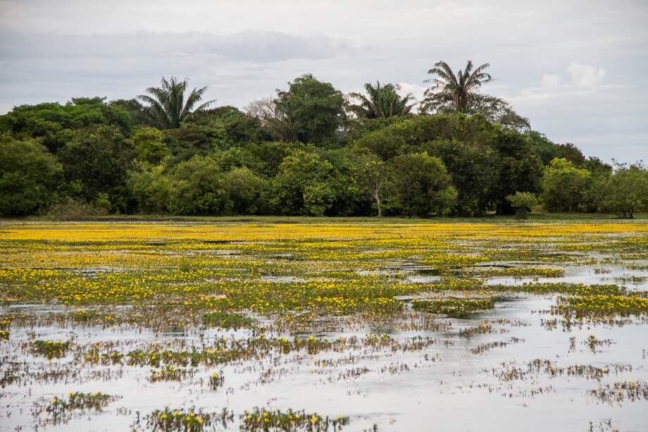"Con voluntad política y metas claras, la gente del Mato Grosso en veinte años ha pasado de vivir en la olla a tener un estatus de vida superior": Patricia Lara Salive.