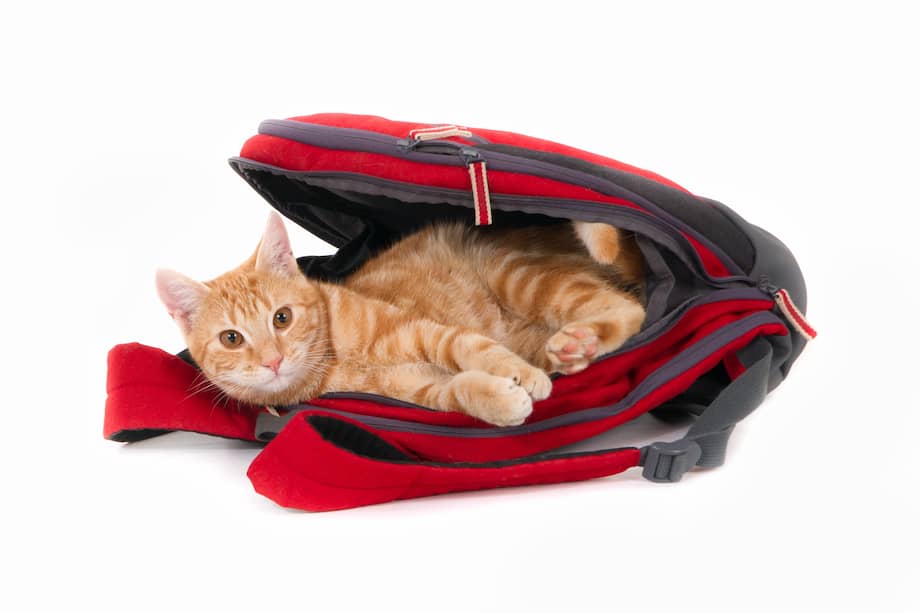 Para que un gato tenga un mejor viaje, déjelo familiarizarse con el guacal en el que hará el trayecto.