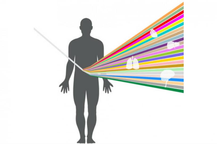 Al filtrar los datos en GTEx a través de un prisma los científicos pueden separar la información en función de cada tipo de tejido con un color determinado. / Agencia Sinc -Leslie Gaffney