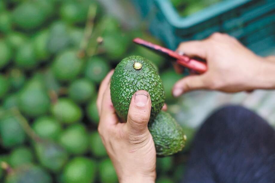 En 2021 se exportaron 20.319.754 kilos netos de aguacate. / Óscar Pérez - El Espectador