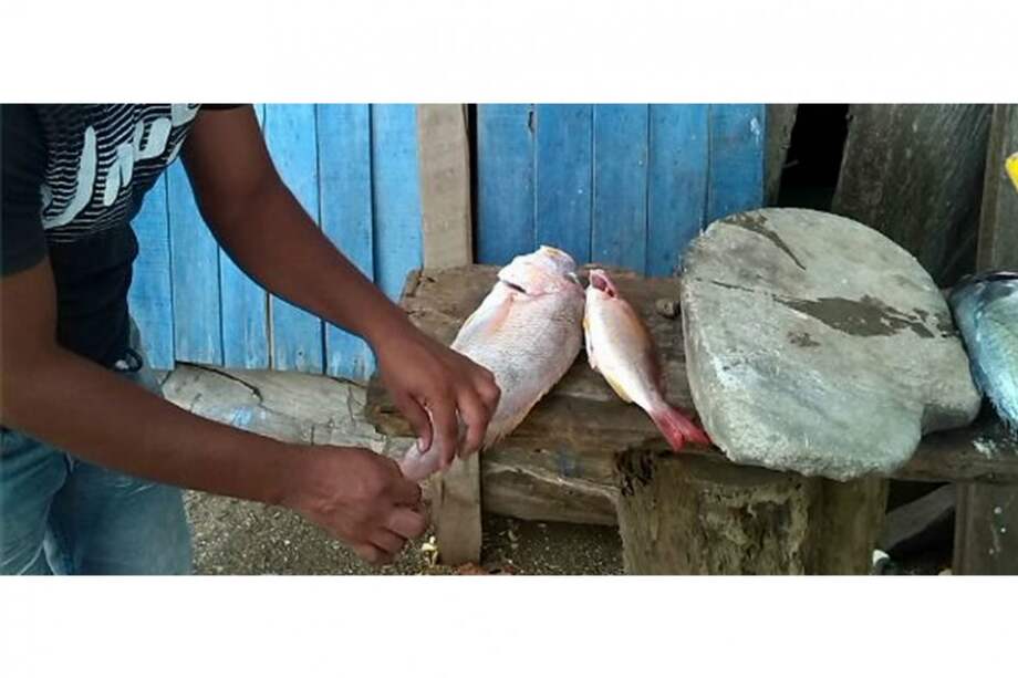 Grupo de comunicaciones Parques Nacionales Naturales de Colombia / Grupo de comunicaciones Parques Nacionales Naturales de Colombia