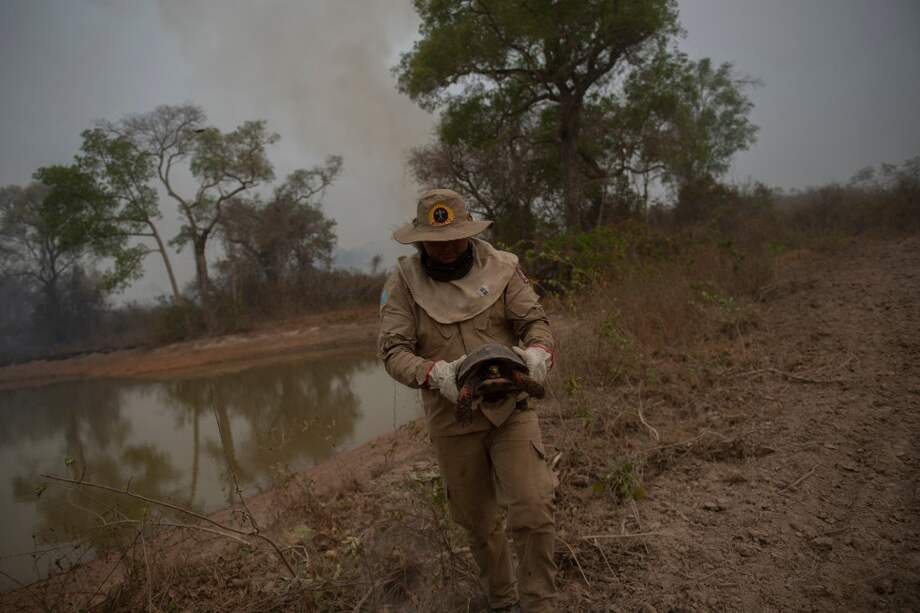 Un grupo de voluntarios recorren la Transpantaneira, una ruta que conecta Porto Jofre y Poconé. Depositan agua y frutas para los animales que han perdido su fuente de nutrición y rescatan especies afectadas.