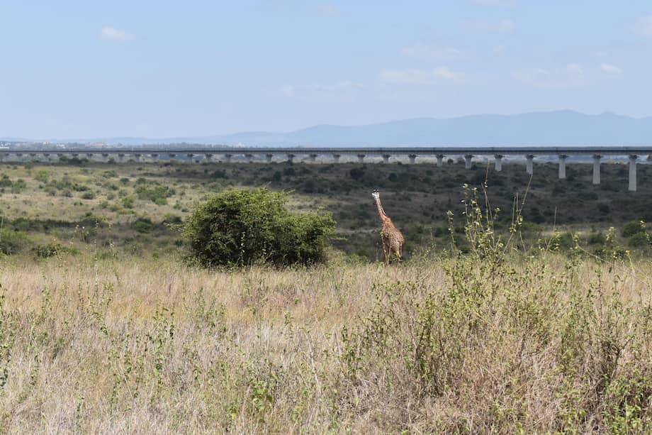 Una jirafa recorre una zona del Parque Nacional de Nairobi (el único situado en una capital en el mundo) cercana a las vías del tren que une la capital de Kenia con la ciudad costera de Mombasa.