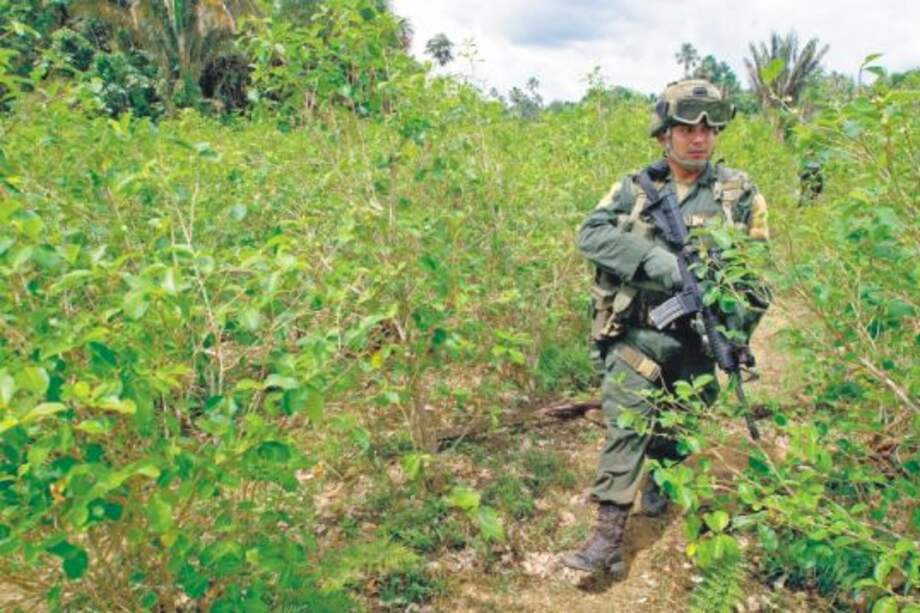 La meta de la sustitución voluntaria este año es de 50 mil hectáreas de coca. /AFP