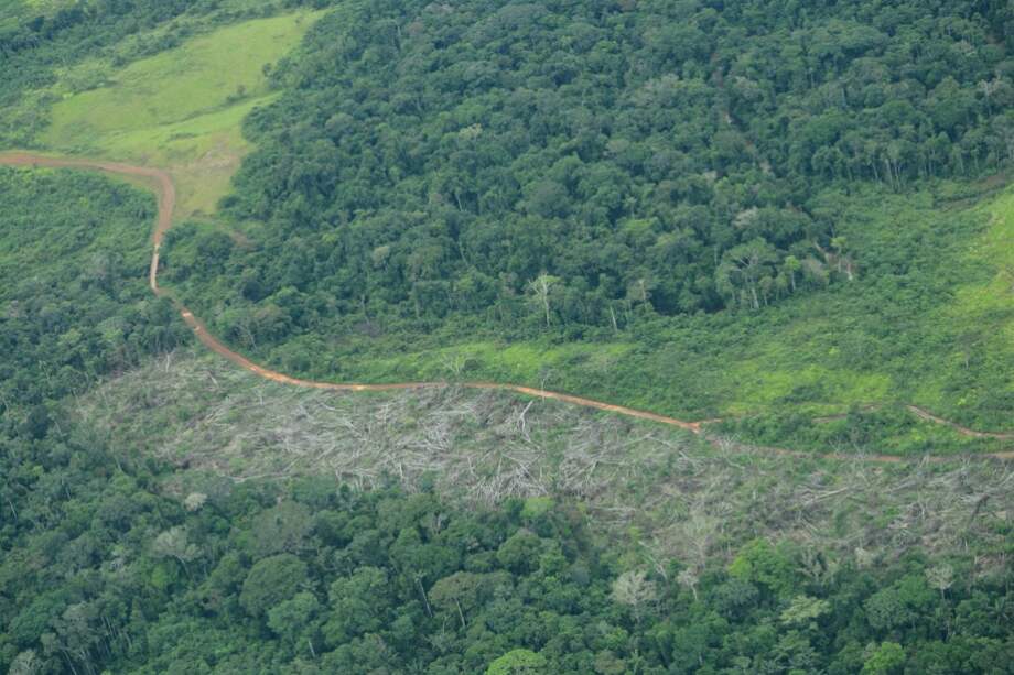 El año pasado el país perdió 178.000 hectáreas de bosques. / Cortesía.