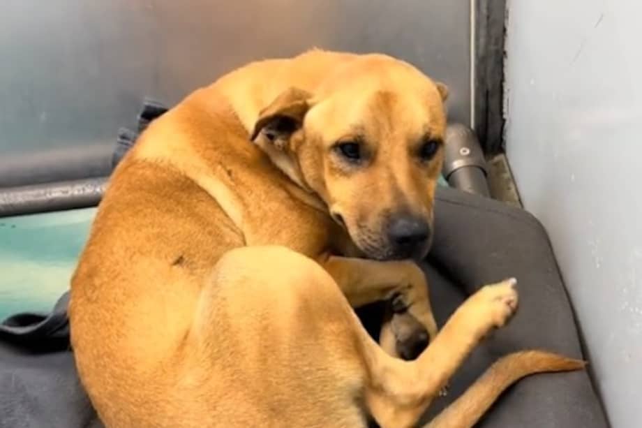 La voluntaria que dio a conocer la historia describió a Koko como un alma dulce que solo anhelaba cariño y abrazos.