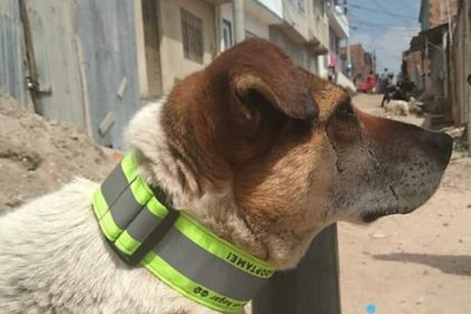 Los collares reflectivos de la Fundación Arca Luminosa protegen a los perros callejeros, evitando que sean víctimas invisibles de la noche.
