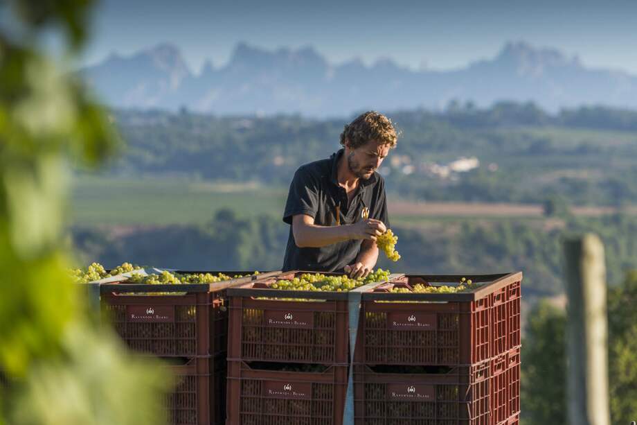 Pepe Raventós pertenece a una vieja familia catalana que produce vinos desde hace cinco siglos, entre ellos los afamados Codorniú. / Cortesía