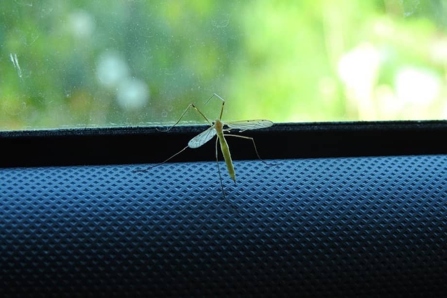 Para lograr sobrevivir en las urbes, las especies tanto acuáticas como terrestres reducen su tamaño corporal. / Pixabay