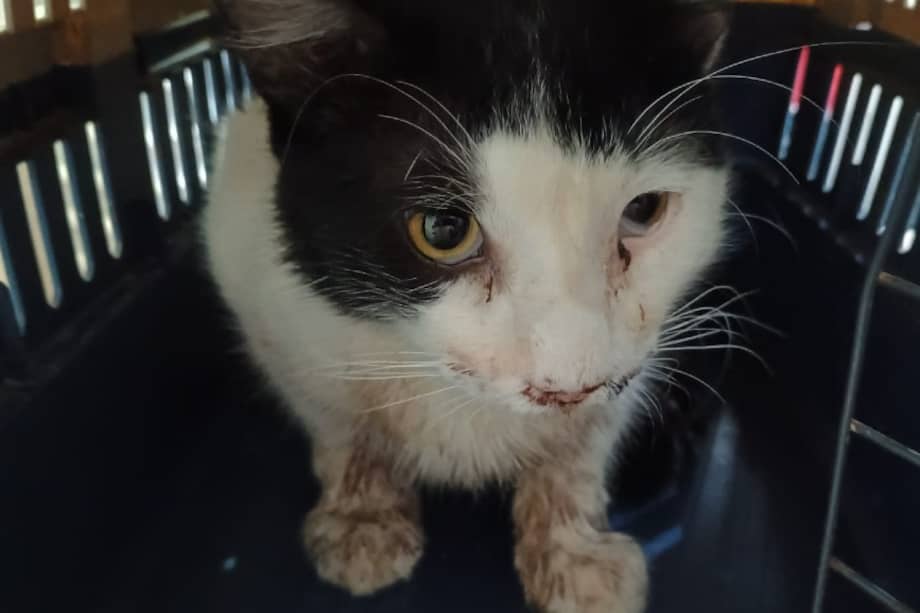 La Fundación GABA, que asumió su caso, informó que el diagnóstico fue más complejo de lo esperado.