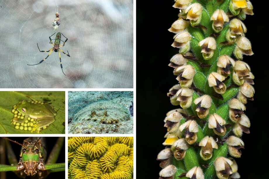 Colombia es el segundo país más biodiverso del mundo, después de Brasil. / “Microecosistemas de Colombia”. Banco de Occidente