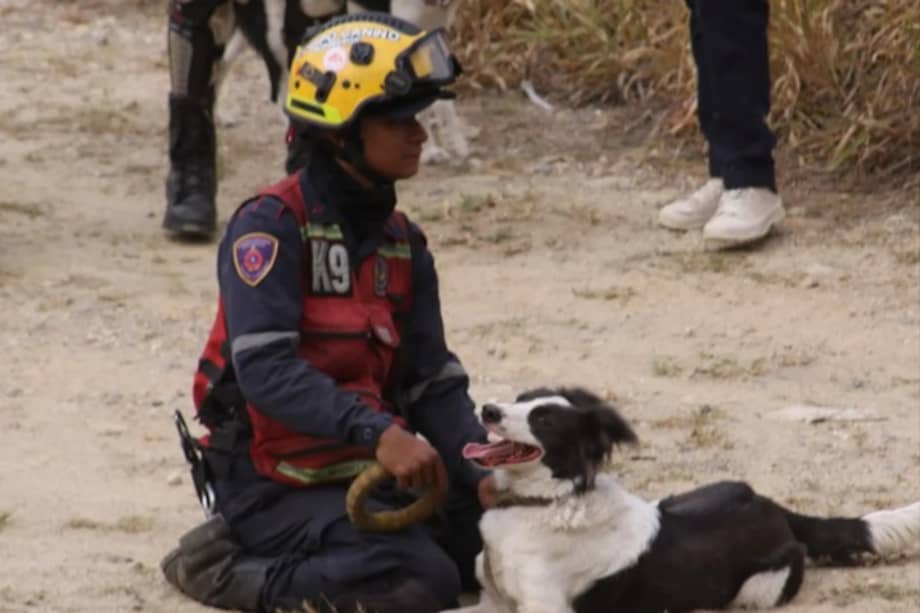 El perro rescatista Tsunami ha participado en emergencias dentro y fuera de Venezuela, incluyendo operaciones tras terremotos y desastres naturales.