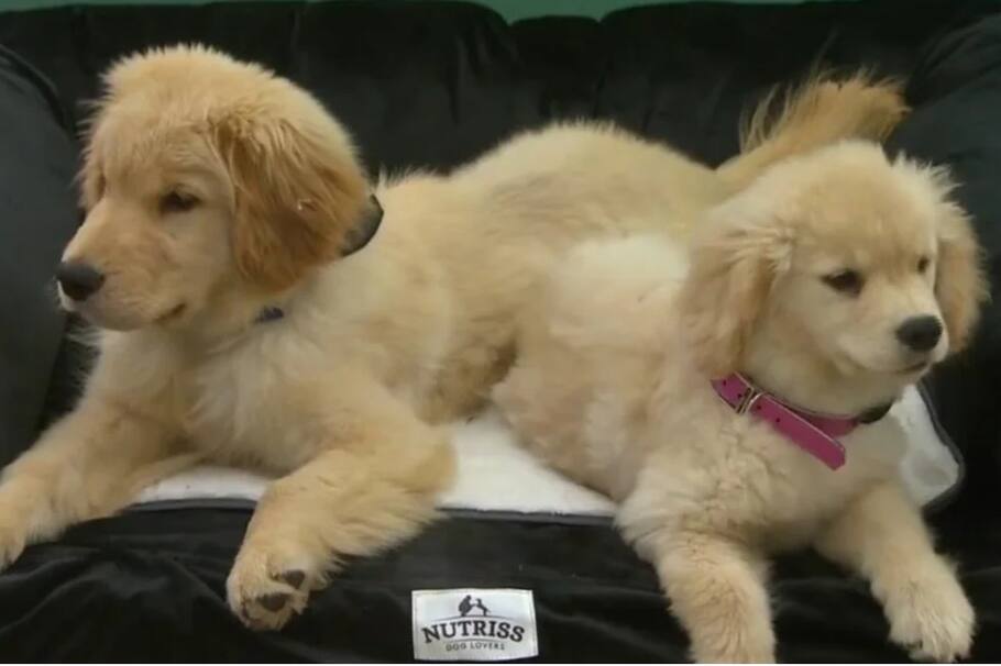 Menta y Pool son los nuevos integrantes de ‘La casa de los famosos’. ¿No pueden dormir y están todo el tiempo encerrados como los participantes? Te lo contamos.