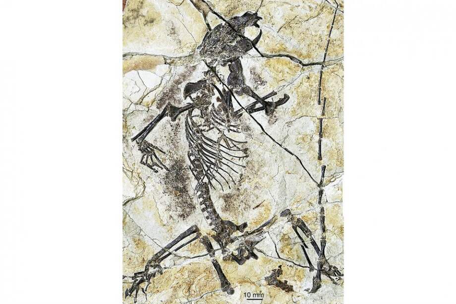 Los fósiles encontrados refuerzan la idea de que los primeros mamíferos podrían haber surgido en el período Triásico.