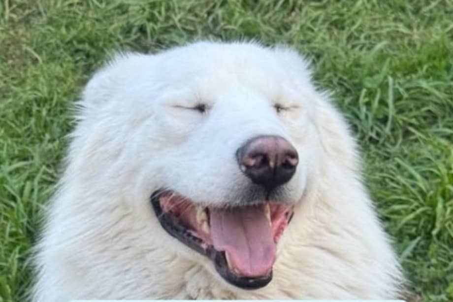 Kaiser es un perro tierno y cariñoso que busca un hogar donde pueda recibir amor y cuidados.