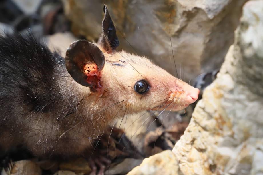 En los últimos seis meses, en Bogotá se ha recuperado e incautado más de 1300 animales silvestres.