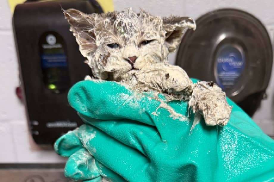 Tras varias horas de trabajo y cuidados veterinarios, el gato logró ser liberado del adhesivo industrial que cubría su cuerpo.