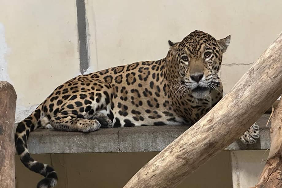 Los dos jaguares fueron decomisados por la Policía Ambiental y se encontraban en el hogar de paso para fauna silvestre de CORPONOR.