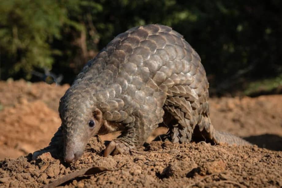 Este mamífero es considerado como el animal más traficado en el mundo. / Neil D'Cruze - Agencia Sinc