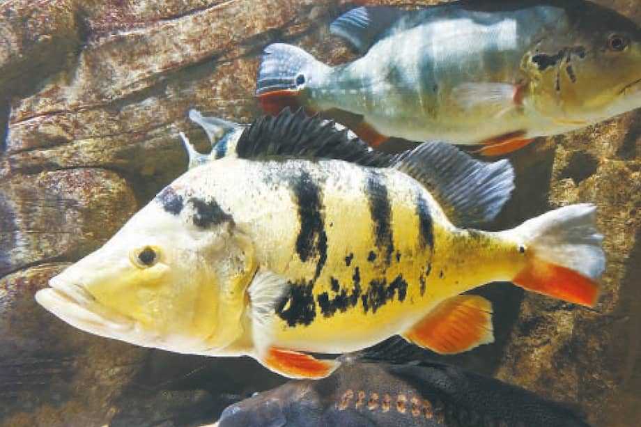 La presencia del tucunaré o pavón (Cichla sp.) fue reportado por primera vez a finales de 2018 a través de InvBasa, una plataforma en la que pescadores y científicos registran especies invasoras.