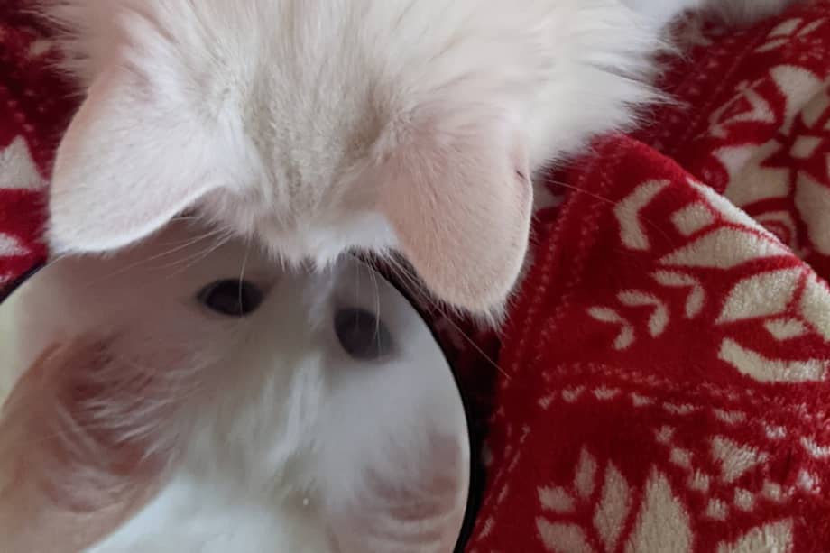 Los felinos pueden tener varios comportamientos al verse en el espejo.