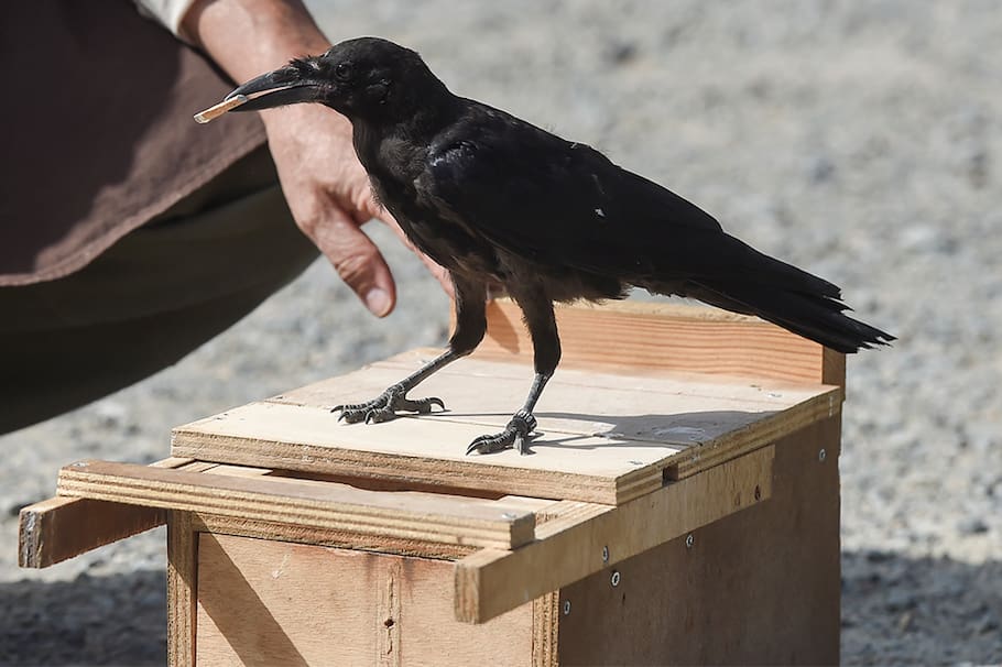 Son seis los cuervos que deben permanecer vivos para evitar el fin de la monarquía británica, según la profecía de Carlos II.