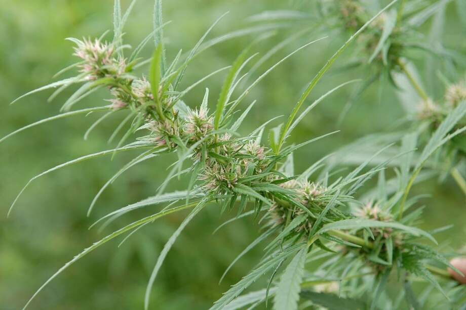 Crítica al libro ‘8 mitos de la legalización de las drogas’, presentado por la Procuraduría.