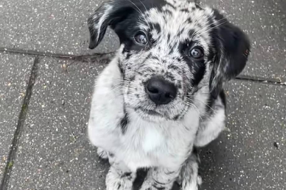Su dueño acompañó la publicación con una breve descripción que resalta otro detalle que enterneció a los usuarios, el movimiento de la pequeña cola del cachorro.