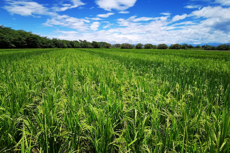 Este 14 de julio arranco el segundo paro arrocero del 2025.