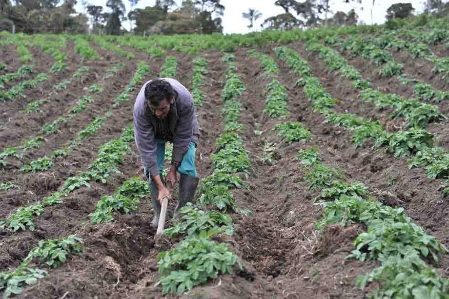 Según cálculos de la ANIF, el campo se vería afectado este año por una eventual sequía en el tercer trimestre. / David Campuzano